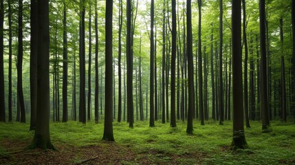 Obraz premium Lush green forest floor, tall trees, natural light. Stock photo for nature, environment, or travel