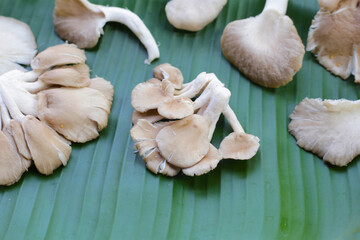 Oyster mushroom or lung oyster