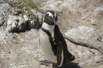 penguin on the rocks