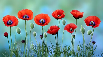 Fototapeta premium Red Poppies in a Green and Blue Background