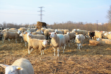 Fototapeta premium flock of sheep graze on the field