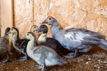 Mother duck with grown ducklings on rural organic nature farm. Selective focus. High quality photo