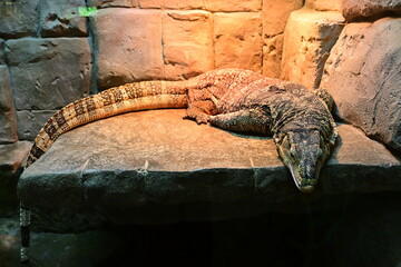 Komodo Dragon in Terrarium