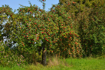 Apfel,  Malus domestica,  Kaiser Wilhelm