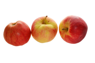 Apfel,  Malus domestica,  Deljonca