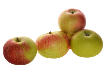 Apfel,  Malus domestica, Discovery