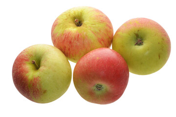 Apfel,  Malus domestica, Discovery