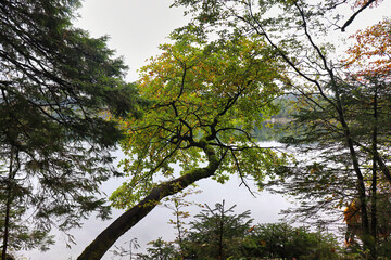 Tree growing over Eibsee