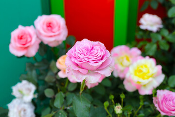 Beautiful rose flower in the garden