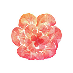 red flower watercolor illustration