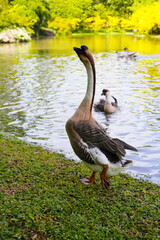 Flock of geese on green grass in the park