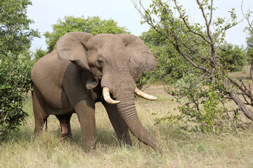 Afrikanischer Elefant / African elephant / Loxodonta africana