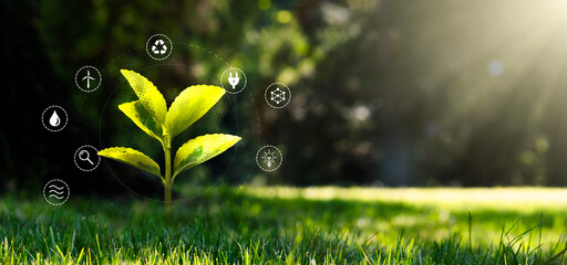 Green growing plant, ecology concept