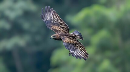 Obraz premium Hawk in Flight Over Lush Green Forest