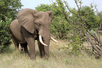 Fototapeta premium Afrikanischer Elefant / African elephant / Loxodonta africana
