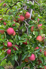 Apfel,  Malus domestica; Elstar