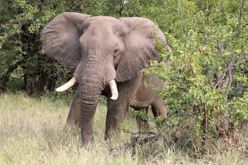 Afrikanischer Elefant / African elephant / Loxodonta africana