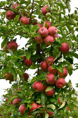 Apfel,  Malus domestica, Braeburn