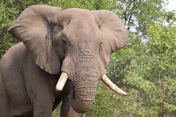 Afrikanischer Elefant / African elephant / Loxodonta africana
