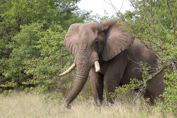 Fototapeta premium Afrikanischer Elefant / African elephant / Loxodonta africana