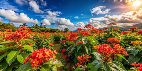 Panoramic View of Peregrina (Jatropha Integerrima) Flowers in Full Bloom