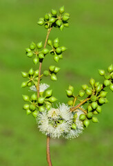 natural plants and flowers. Photos of eucalyptus tree flowers and seeds.
