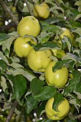 Apfel,  Malus domestica, Uhlhorns Augustkalville