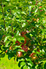 Apfel,  Malus domestica, Freiherr von Hallberg