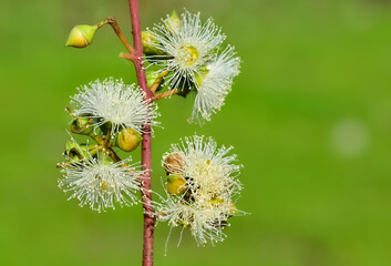 natural plants and flowers. Photos of eucalyptus tree flowers and seeds.