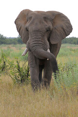 Obraz premium Afrikanischer Elefant / African elephant / Loxodonta africana