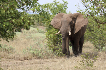 Afrikanischer Elefant / African elephant / Loxodonta africana