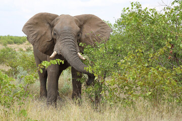 Afrikanischer Elefant / African elephant / Loxodonta africana