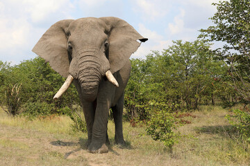 Afrikanischer Elefant / African elephant / Loxodonta africana