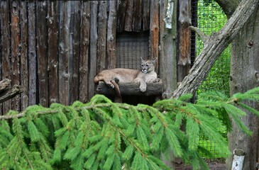 Puma in Zoo with Pine Trees in Foreground