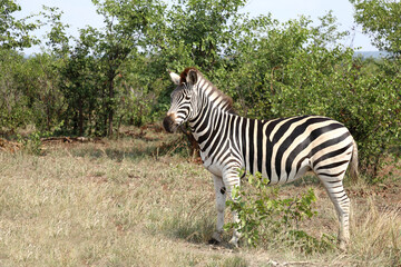 Steppenzebra / Burchell's zebra / Equus quagga burchellii