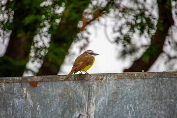 Bem-te-vi (Pitangus sulphuratus). Ave.	
