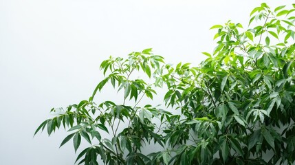 Fototapeta premium A flourishing neem tree with dense green foliage, presented on a white background. No people, no text.