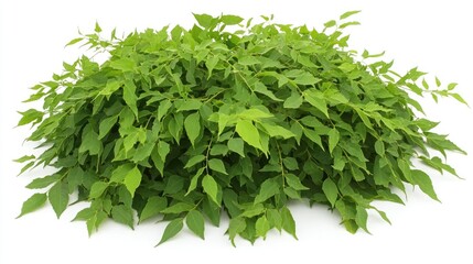 Obraz premium A flourishing neem tree with dense green foliage, presented on a white background. No people, no text.