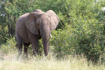 Obraz premium Afrikanischer Elefant / African elephant / Loxodonta africana