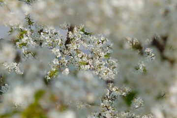 Sauerkirsche, Prunus cerasus