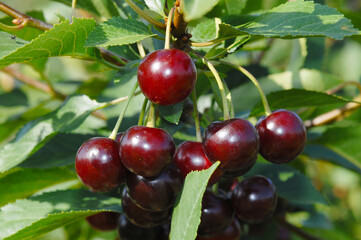 Sauerkirsche,  Weichselkirsche, Prunus cerasus