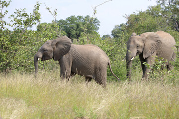 Fototapeta premium Afrikanischer Elefant / African elephant / Loxodonta africana