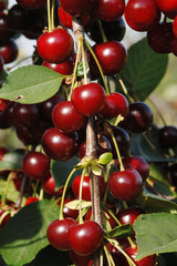 Sauerkirsche,  Weichselkirsche, Prunus cerasus