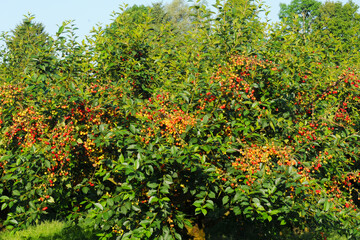 Sauerkirsche,  Weichselkirsche, Prunus cerasus