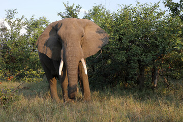 Fototapeta premium Afrikanischer Elefant / African elephant / Loxodonta africana