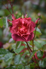 Obraz premium Red Pink Rose with Rose Buds