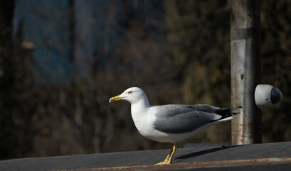 A large seagull poses on a roof near a surveillance camera, Larus michahellis