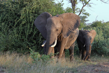Afrikanischer Elefant / African elephant / Loxodonta africana