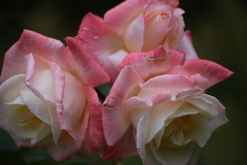 Pink Roses