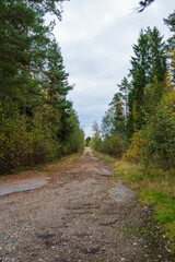 Abandoned road through a forest.